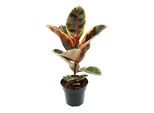 Albero Della Gomma Di Colore Rosso - Ficus Elastica "Belize"" - Vaso Da 17 Cm"