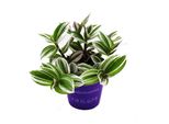 Fiore A Tre Maestri - Tradescantia "White"" - Pianta Da Appartamento Ricadente Di Facile Manutenzione - Vaso Da 12 M - Bianco"