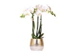 Kolibri Orchidee Bianche Phalaenopsis Orchidea Amabilis + Elite Vaso Oro Dimensioni 9Cm 40Cm Di Altezza Pianta D'appartamento Fiorita