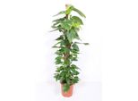 Epipremnum Aureum Edera Su Bastone Di Muschio 160Cm - Pianta D'appartamento, Pianta Rampicante, Pianta Ricadente, Facile Da Curare In Vaso Ø27Cm