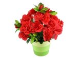 Azalea Rossa In Vaso Di Ceramica 25×25 Cm