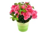 Azalea Rosa In Vaso Di Ceramica 25×25 Cm