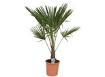 Palma Della Canapa Cinese 130 - 160 Cm Trachycarpus Fortunei - Resistente