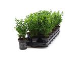 25X Piante Di Bosso 20-25 Cm Buxus Sempervirens Arbusto Siepe Sempreverde Piante Da Giardino