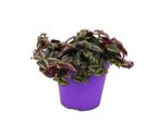 Tradescantia Purple Passion - Fiore A Tre Alberi Con Foglie Viola - Vaso Da 12 Cm