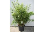 Fargesia Rufa C5 - 5 Litri - Bambù Ombrello - Bambù Da Siepe