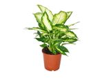 Dieffenbachia - Piante Da Appartamento - Pianta In Vaso Per Principianti Vaso Da 17 Cm
