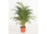 Palma Da Frutto Dorata 130-150 Cm - Elegante Pianta Da Appartamento, Palma Areca, Palma Purificatrice D'aria Per Soggiorno E Ufficio