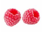 Lampone Autunnale Rubus Idaeus 'Ottawa' - Pianta Di Lampone Vigorosa Di 30-35 Cm, Varietà Autunnale Ad Alta Resa