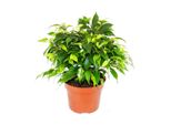 Fico Esotico A Cuore Di Betulla Ficus "Kinky"" Foglie Verdi 1 Pianta Di Facile Manutenzione Che Purifica L'aria Vaso Da 12 Cm"
