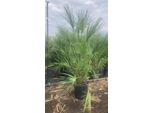 Articolo Speciale Palma Nana Rustica 140-170 Cm - Chamaerops Humilis, Palma Robusta Per Giardino E Terrazzo