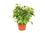 Ficus Esotico Cuore Di Betulla Kinky Foglie Bianche Colorate 1 Pianta Facile Da Curare Depurazione Dell'aria Vaso Da 12 Cm