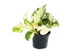 Edera Bianca - Epipremnum Happy Leaf - Scindapsus - Vaso Da 12 Cm - Pianta Rampicante Da Appartamento