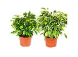 Kinky-Duo - Set Con 2 Diversi Fichi Piangenti Cespugliosi - Ficus Benjamini "Kinky"" - Vaso Da 12 Cm"