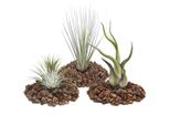 1 Set Con 3 Tillandsie (1 Ionantha 1 Juncea 1 Caput Medusa)