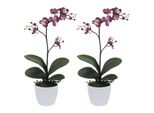 Set Di 2 Piante Artificiali Phalaenopsis Cassandra 55 Cm Viola In Vaso Di Ceramica Bianco