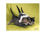 Tappetino Per Mouse In Seta Gatti