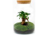 Bottiglia Da Giardino Fai Da Te Terrario Milky Bonsai - Ø21Cm - ↕30Cm - Set Di Bottiglie Da Giardino Fai Da Te Con Bonsai Di Ficus Ginseng