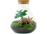 Giardino In Bottiglia "Sammie"" - Terrario Per Piante Fai Da Te - 27 Cm - Con Pianta Di Caffè"