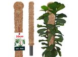 Kotarbau® Palo Di Muschio Per Monstera Noce Di Cocco Naturale ⌀ 3,2 X 50 Cm Palo Per Piante Supporto Per Piante Monstera Palo Di Cocco Palo Per Piante Palo Per Piante Muschio Per Monstera Supporto Per Piante Palo Per Fiori Palo Per Muschio