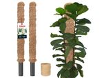 Kotarbau® Set Di 2 Pali Di Muschio Per Monstera Cocco Naturale ⌀ 3,2 X 50 Cm Palo Per Piante Supporto Per Piante Monstera Palo Di Cocco Palo Per Piante Palo Per Piante Muschio Per Monstera Supporto Per Piante Fiori Palo Per Muschio + Spago