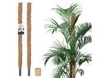 Kotarbau® Set Di 2 Pali Di Muschio Per Monstera Cocco Naturale ⌀ 2,5 X 80 Cm Palo Per Piante Supporto Per Piante Monstera Palo Di Cocco Palo Per Piante Palo Per Piante Muschio Per Monstera Supporto Per Piante Fiori Palo Per Muschio + Spago