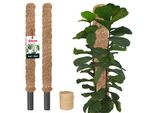 Kotarbau® Set Di 2 Pali Di Muschio Per Monstera Cocco Naturale ⌀ 3,2 X 60 Cm Palo Per Piante Supporto Per Piante Monstera Palo Di Cocco Palo Per Piante Palo Per Piante Muschio Per Monstera Supporto Per Piante Fiori Palo Per Muschio + Spago