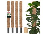 Kotarbau® Set Di 4 Pali Di Muschio Per Monstera Cocco Naturale ⌀ 3,2 X 60 Cm Palo Per Piante Supporto Per Piante Monstera Palo Di Cocco Palo Per Piante Palo Per Piante Muschio Per Monstera Supporto Per Piante Fiori Palo Per Muschio + Spago