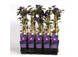 Clematis Multi Blue - Grandi Fiori Blu-Viola - Ø15Cm, Altezza 65Cm - Fiorisce Due Volte L'anno