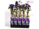 Clematis The President - Rampicante Viola Ø15Cm - Altezza 65Cm, Facile Da Curare E Fiorita