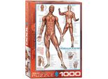 Anatomia - La Muscolatura Umana Puzzle Da 1000 Pezzi Formato 68X48 Cm