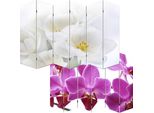 Schermo Fotografico Parete Divisoria M68 Certificato Mvg ~ 180X240Cm, Orchidea