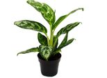 Aglaonema Amazon Silver - Filamento A Pannocchia Variegato - Varietà Insolita - 12 Cm - Altezza 25-30 Cm Circa