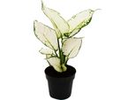 Aglaonema White Joy - Filamento A Pannocchia Variegato - Varietà Insolita - 12 Cm - Altezza Circa 25-30 Cm