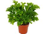 Asplenium Antiquum Leslie - Varietà Di Felci Speciali Per La Stanza - Felce Da Nido - Vaso Da 12 Cm - Altezza Circa 25 Cm