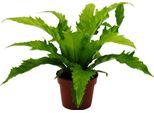 Asplenium Nidus Gioia Varietà Di Felci Speciali Per L'ambiente Felce Da Nido Vaso Da 12 Cm Altezza Circa 25 Cm Gioia