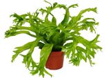 Asplenium Nidus Chrissie - Varietà Di Felce Speciale Per La Stanza - Felce Da Nido - Vaso Da 12 Cm - Altezza Circa 25 Cm