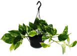 Pianta D'appartamento Da Appendere Edera Marmorizzata Epipremnum "Marble Queen"" Scindapsus 15Cm Vaso Da Appendere"