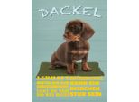 Vianmo Insegna In Legno 40X30 Cm Dackel Hund Lebhaft Mutig Stur