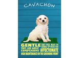 Vianmo Insegna In Legno 40X30 Cm Cavachon Hund Gentle Affectionat