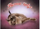 Vianmo Insegna In Legno 30X40 Cm Katze Burma Katze