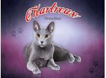 Vianmo Insegna In Legno 30X40 Cm Katze Chartreux Deutschland