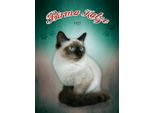 Vianmo Insegna In Legno 40X30 Cm Katze Birma Katze 1925