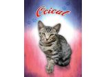 Vianmo Insegna In Legno 40X30 Cm Katze Ocicat