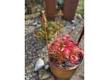 Set Di 3 Aste A Traliccio In Acciaio Inox Per Vasi Da Fiori, 60 Cm