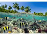 Fototapete PAPERMOON Fische, bunt, B:4,50m L:2,80m, Vlies, Tapeten
