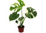 Monstera "Thai-Constellation"" A Foglia Di Finestra, Rarità Esclusiva Per Le Piante D'appartamento, Vaso Da 12Cm"