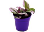 Mini Pianta A Tre Fiori Tradescantia "Nanouk"" Pianta D'appartamento Pendente Di Facile Cura Vaso Da 5,5 Cm"