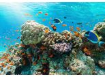 Fototapete PAPERMOON Fische, bunt, B:5,00m L:2,80m, Vlies, Tapeten