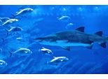 Fototapete PAPERMOON Hai mit Fischen, bunt, B:4,50m L:2,80m, Vlies, Tapeten